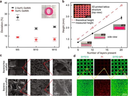 acs macro letters 中山大学岳军团队 3d 生物打印明胶水凝胶 分泌透明质酸 基活体材料