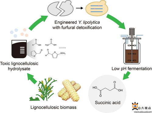 祁庆生教授团队在木质纤维素水解液高效转化非粮生物基丁二酸的研究中取得重要进展