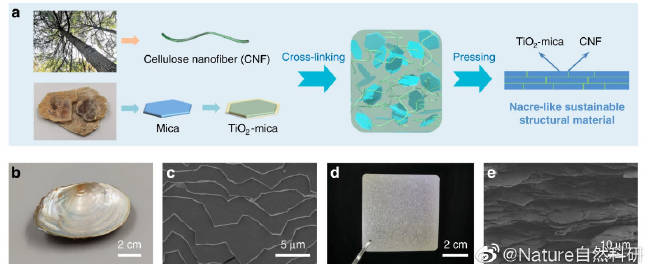 生产高强度的生物基材料替代塑料本周. 来自NaturePortfolio - 微博