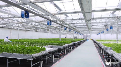 临空港新闻 临空港新闻 武汉市东西湖区人民政府 武汉临空港经济技术开发区管委会