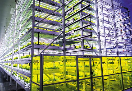 南国学堂 萌新闻丨神奇的 植物工厂 里如何种菜