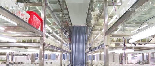 植物 新面孔 频亮相 葱葱绿意融入百姓生活