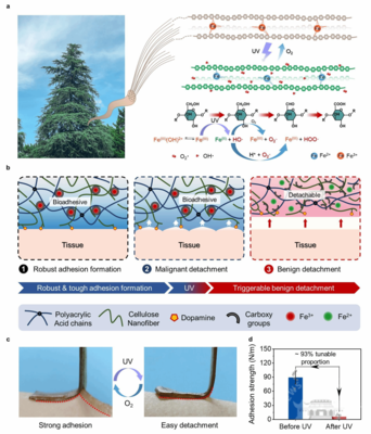 陈朝吉教授团队在生物质基功能凝胶材料领域取得新进展