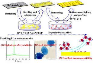 宁波材料所在生物基聚合物微孔膜制备及改性方面取得研究进展