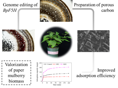 青岛能源所利用构树基因编辑技术创制高性能生物基材料