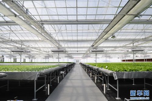 强信心 走进百企丨果蔬住上 科技房 智慧农业 种 出新花样