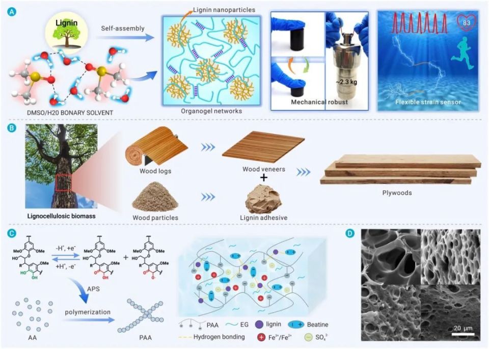 the innovation materials | 源自木质素的生物基高分子材料