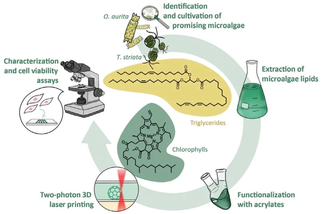 微藻基材料的光固化 3d 打印:从生物原料到高分辨率构建体-南极熊3d打