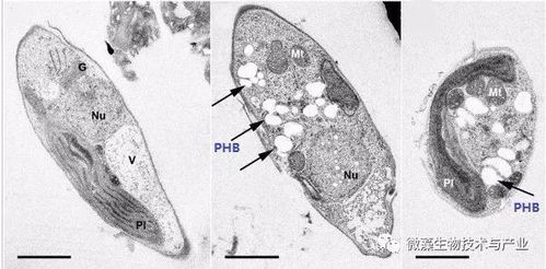 微藻生物基塑料产品,你了解吗