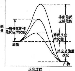 苦背生物数年, 竟不如牢记这几张图 学霸教你少走弯路节省时间