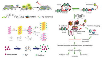 长春应化所新型生物功能材料构筑及生物应用基础研究获进展