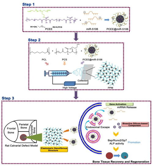 西安交大科研人员提出基于硅基弹性基因激活生物活性材料的骨组织再生新策略